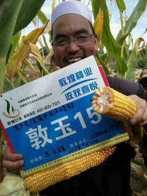 敦煌种业最新爆料,揭秘农业科技新突破与市场动向